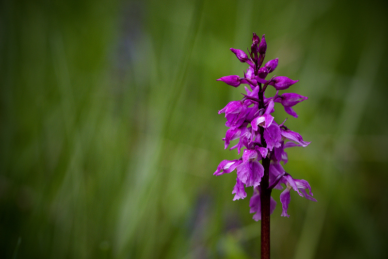 Vstavač mužský znamenaný - Orchis mascula subsp. speciosa C2 (2)