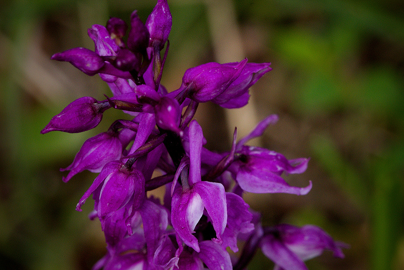 Vstavač mužský znamenaný - Orchis mascula subsp. speciosa C2 (3)