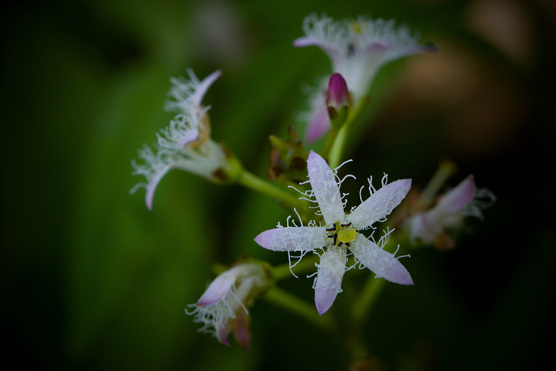 Vachta trojlistá - Menyanthes trifoliata C3 (3)