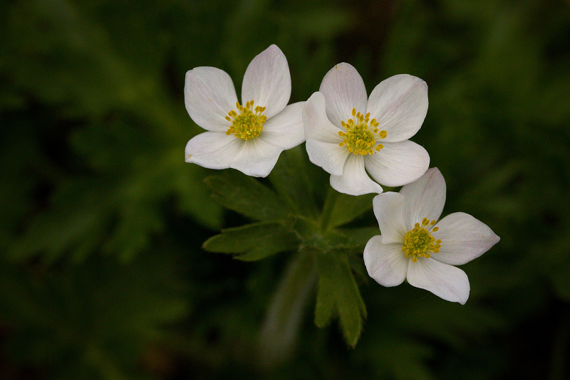 Sasanka narcisokvětá, větrnice narcisokvětá - Anemonastrum narcissiflorum C1 (3)