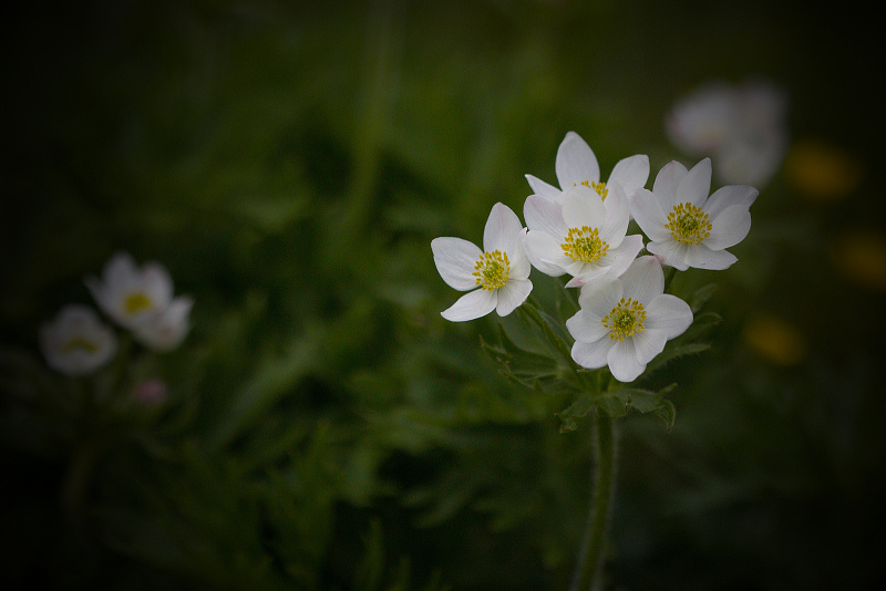 Sasanka narcisokvětá, větrnice narcisokvětá - Anemonastrum narcissiflorum C1 (4)