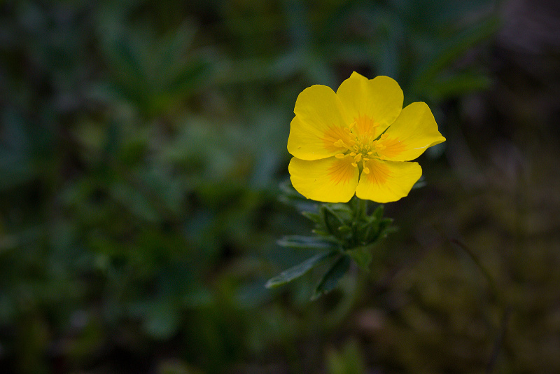 Mochna zlatá - Potentilla aurea C3 (3)