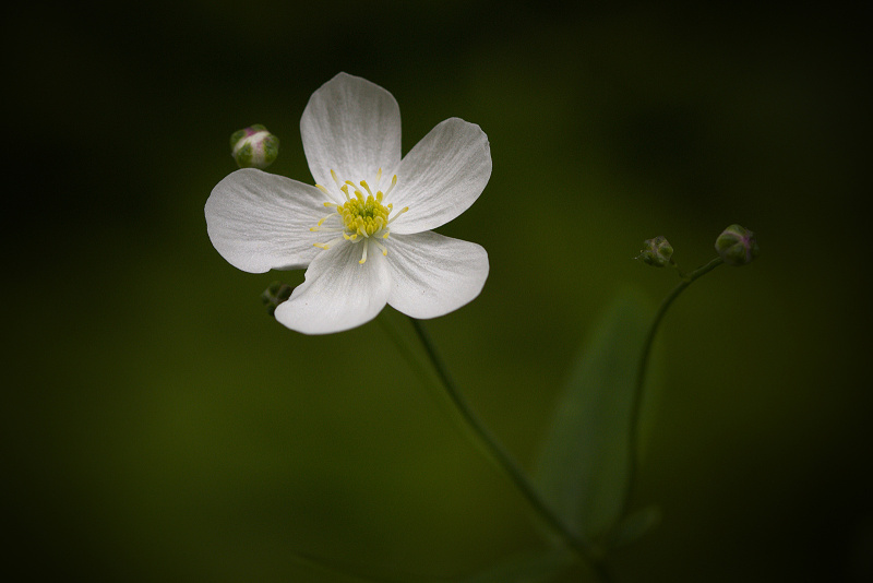 Pryskyřník platanolistý - Ranunculus platanifolius C4 (2)