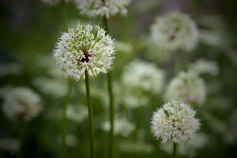 Česnek hadí - Allium victorialis C2 (3)