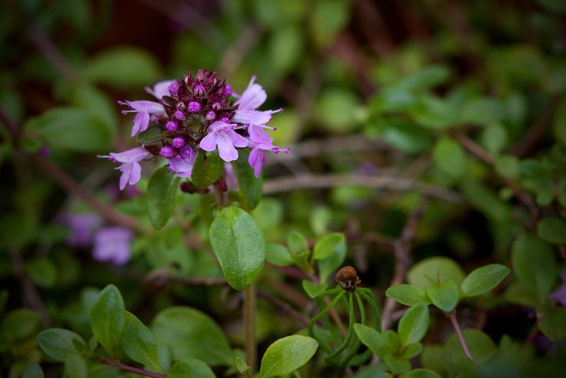 Mateřídouška alpinská - Thymus alpestris C2 (1)