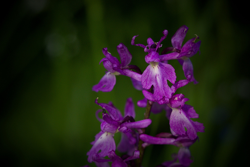 Vstavač mužský znamenaný - Orchis mascula subsp. speciosa C2 (4)