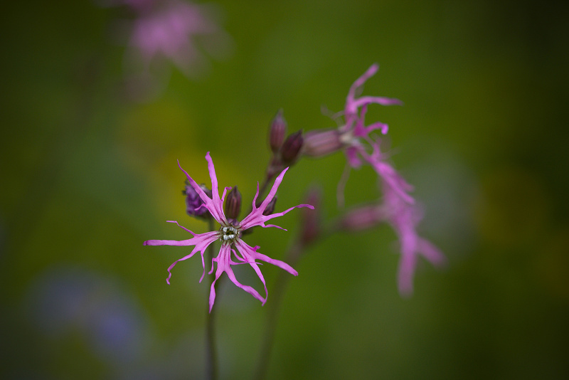 Kohoutek luční - Lychnis flos-cuculi (1)