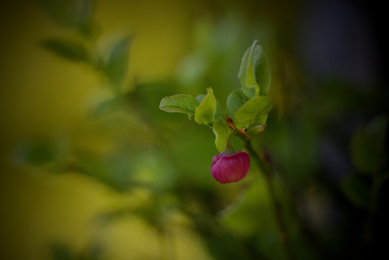 Brusnice borůvka - Vaccinium myrtillus (2)