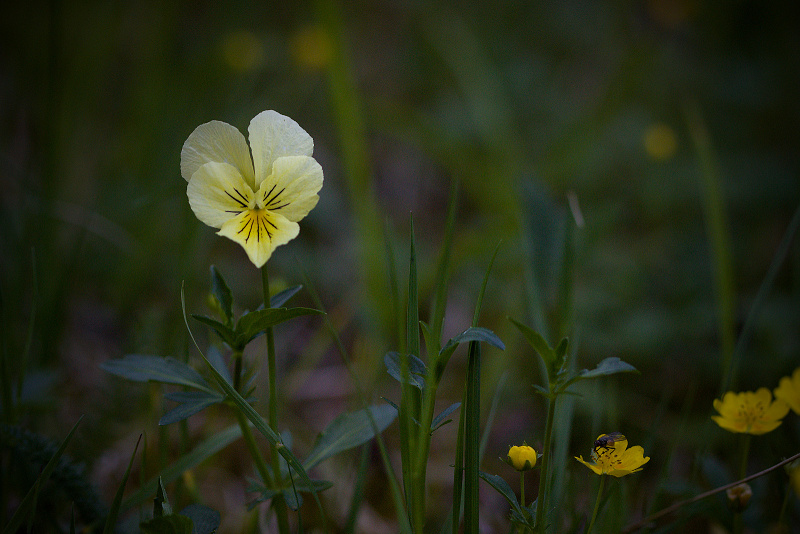 Violka žlutá sudetská - Viola lutea subsp. sudetica C2 (3)