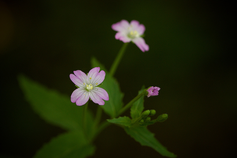 Vrbovka horská - Epilobium montanum (1)