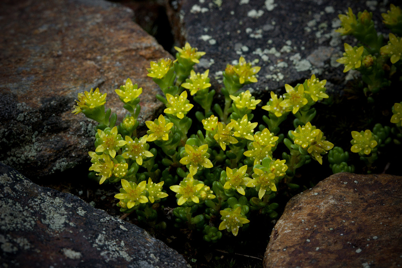 Rozchodník horský - Sedum alpestre C2 (2)