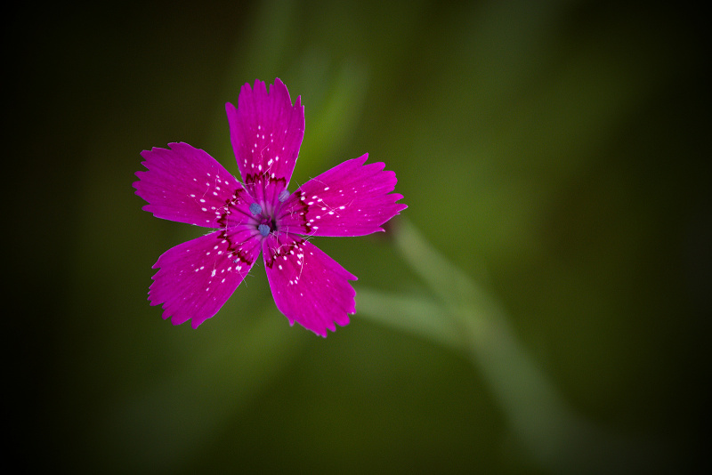 Hvozdík kropenatý - Dianthus deltoides (1)