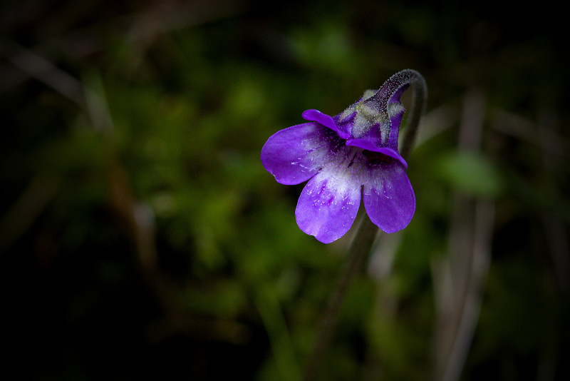 Tučnice obecná - Pinguicula vulgaris C2 (4)