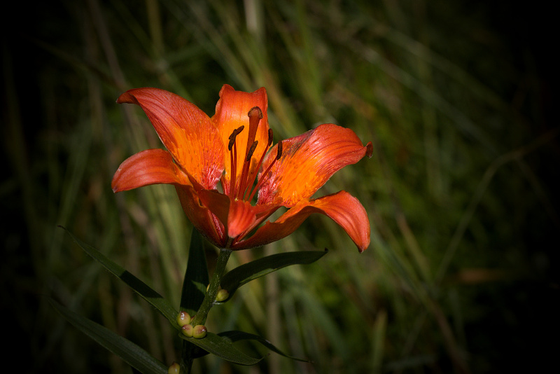 Lilie cibulkonosná - Lilium bulbiferum C2 (3)