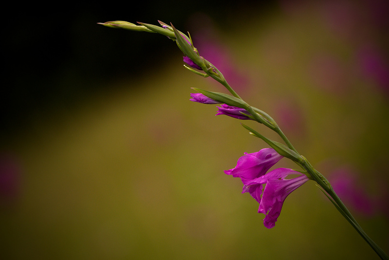 Mečík střechovitý - Gladiolus imbricatus C2 (2)