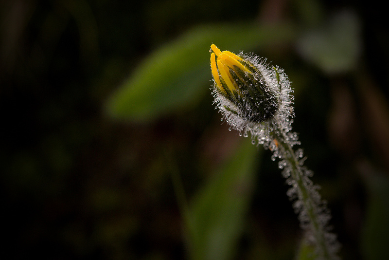 Jestřábník alpský - Hieracium alpinum C2 (1)