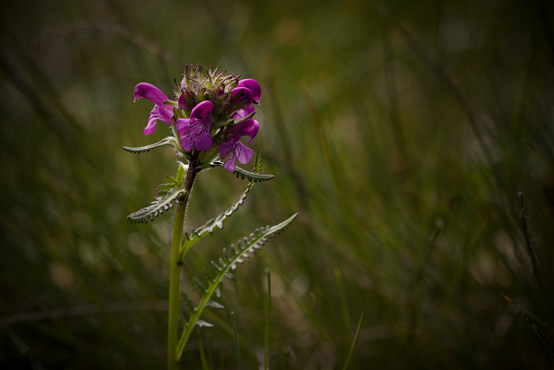 Všivec krkonošský - Pedicularis sudetica C1 (1)