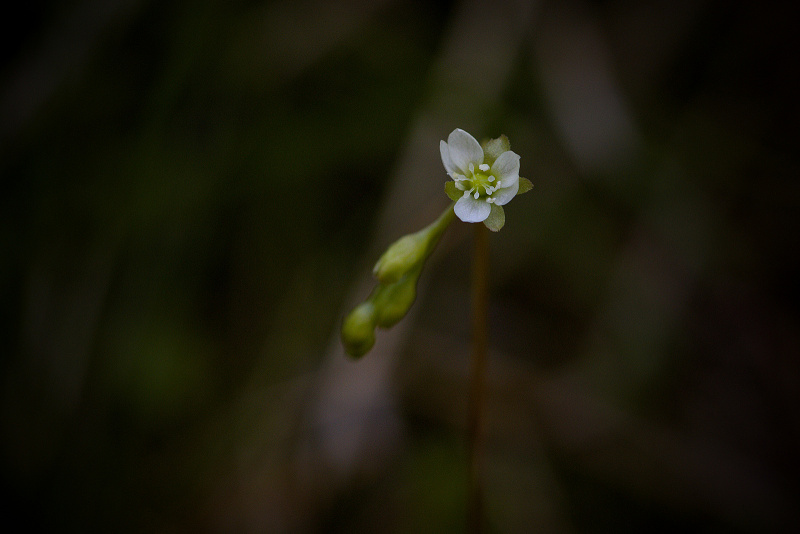 Rosnatka okrouhlolistá - Drosera rotundifolia C3 (3)