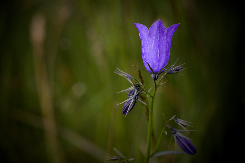 Zvonek český - Campanula bohemica C2 (3)