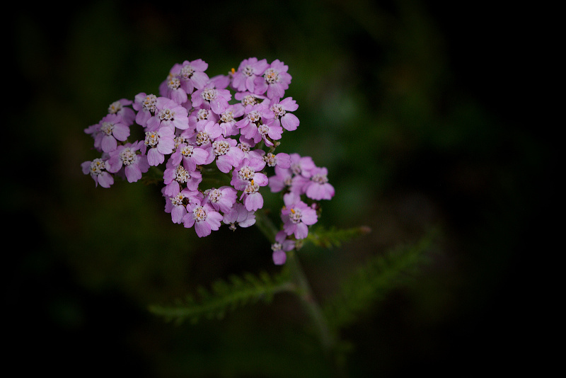 Řebříček obecný sudetský - Achillea millefolium subsp. sudetica C4 (1)