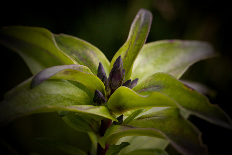 Hořec křížatý - Gentiana cruciata C2 (1)