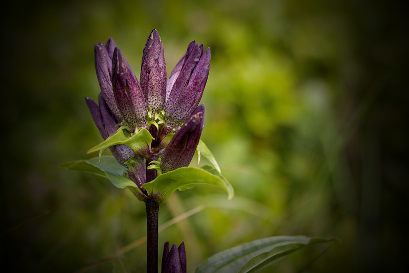 Hořec panonský - Gentiana pannonica C2 (3)