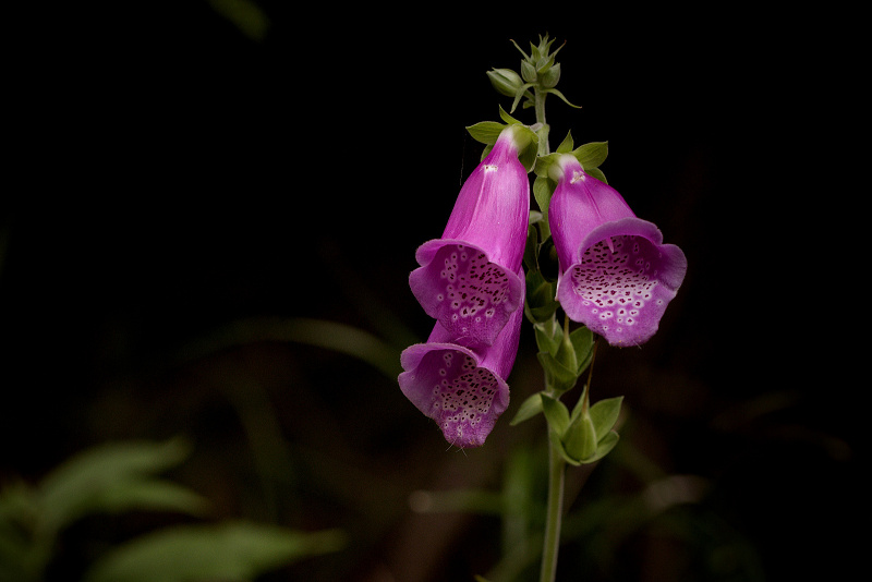 Náprstník červený - Digitalis purpurea (2)