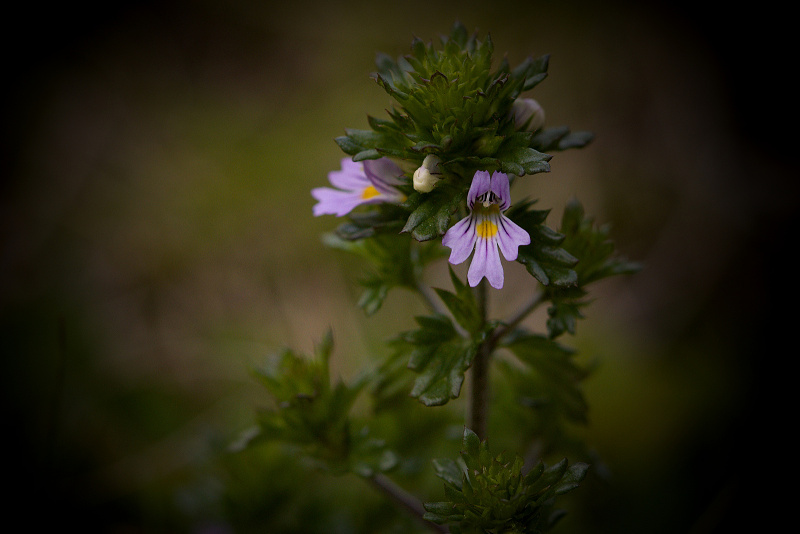 Světlík tuhý - Euphrasia stricta (1)