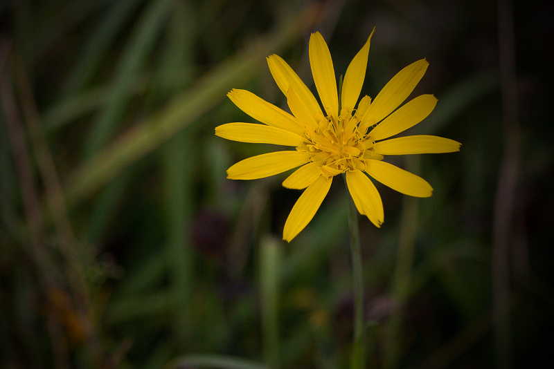 Kozí brada východní - Tragopogon orientalis (1)