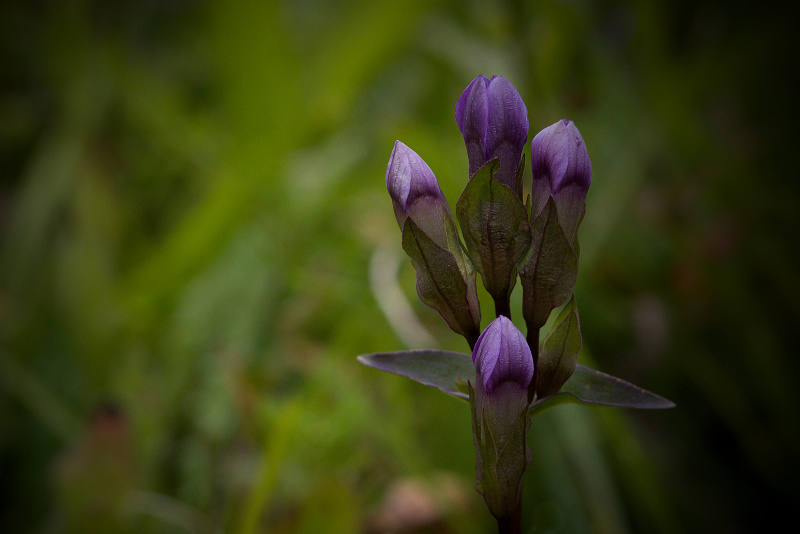 Hořeček ladní pobaltský - Gentianella campestris subsp. baltica C1 (1)