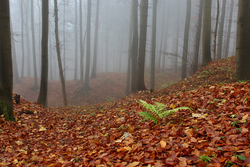 42 Sklenářovice - Rýchorské bučiny