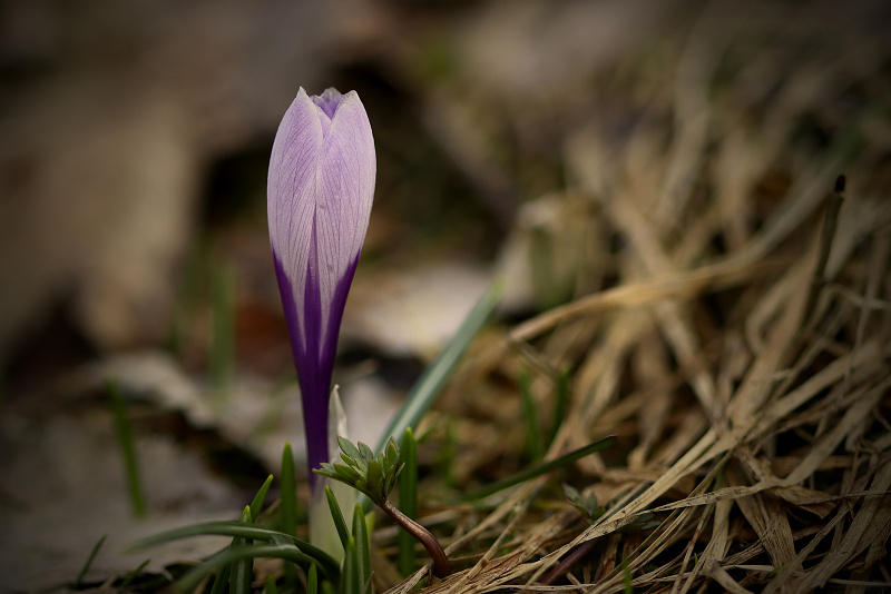 Šafrán bělokvětý - Crocus vernus C2 (11)