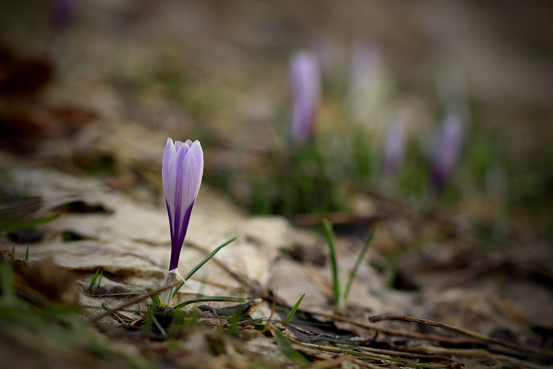 Šafrán bělokvětý - Crocus vernus C2 (12)