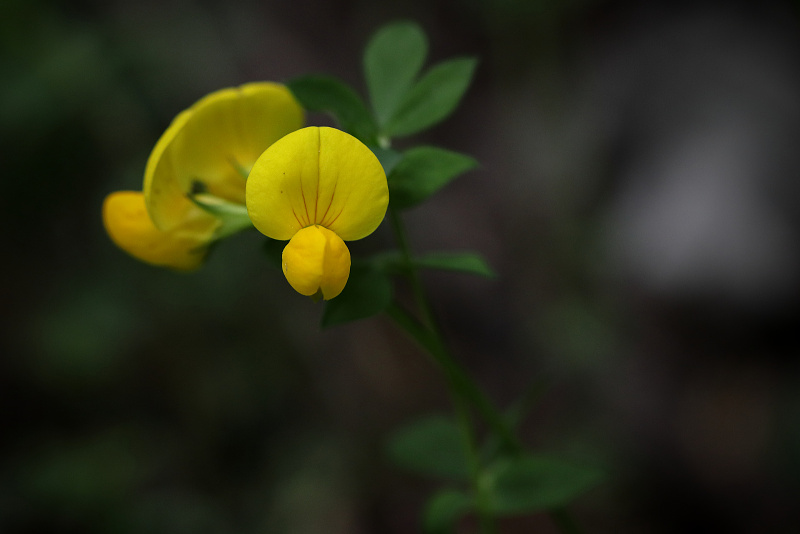 Štírovník růžkatý - Lotus corniculatus (1)