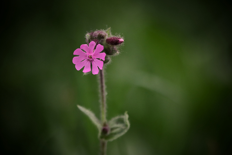 Silenka dvoudomá - Silene dioica (2)