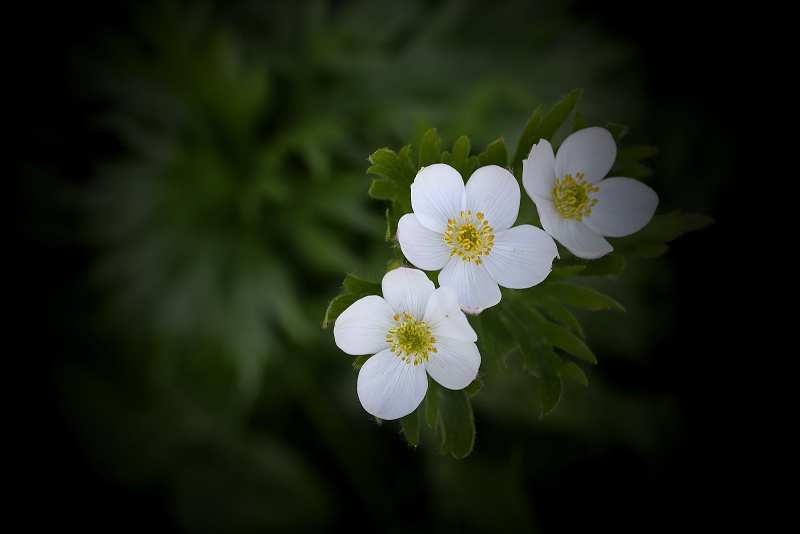 Sasanka narcisokvětá, větrnice narcisokvětá - Anemonastrum narcissiflorum C1 (5)