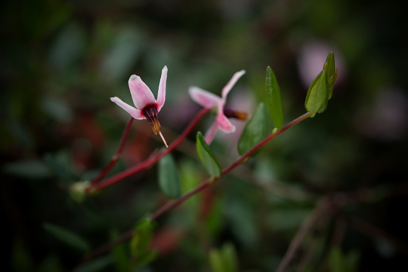 Klikva bahenní - Vaccinium oxycoccos C3 (1)