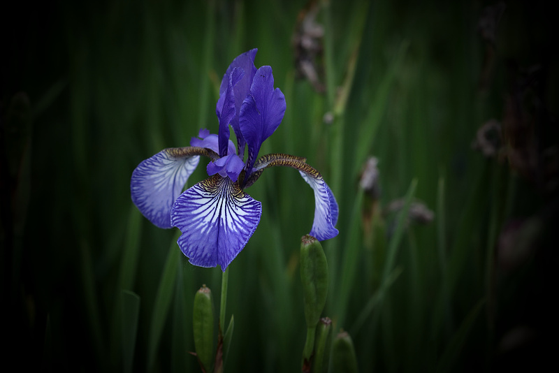 Kosatec sibiřský - Iris sibirica C3 (1)