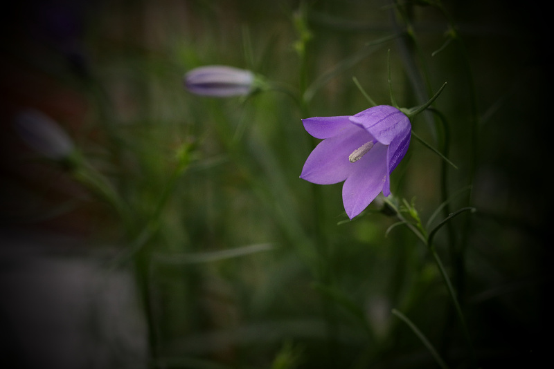 Zvonek okrouhlolistý sudetský - Campanula rotundifolia subsp. sudetica C2r (1)