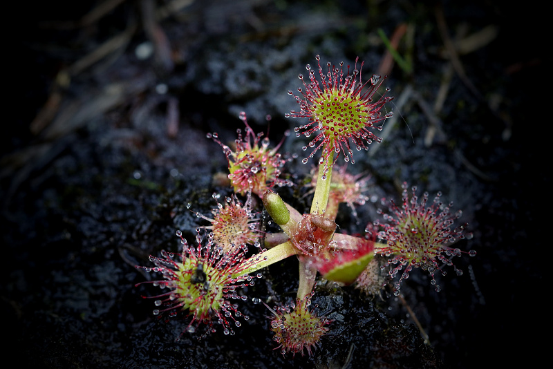 Rosnatka okrouhlolistá - Drosera rotundifolia C3 (4)