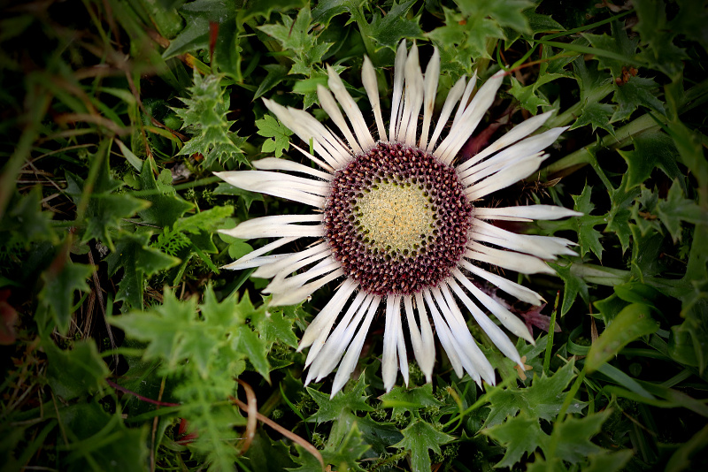 Pupava bezlodyžná - Carlina acaulis (1)