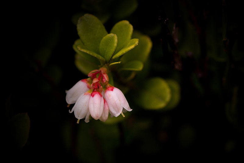 Brusnice brusinka - Vaccinium vitis-idaea (1)