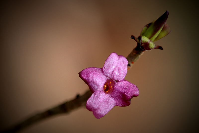 Lýkovec jedovatý - Daphne mezereum (4)