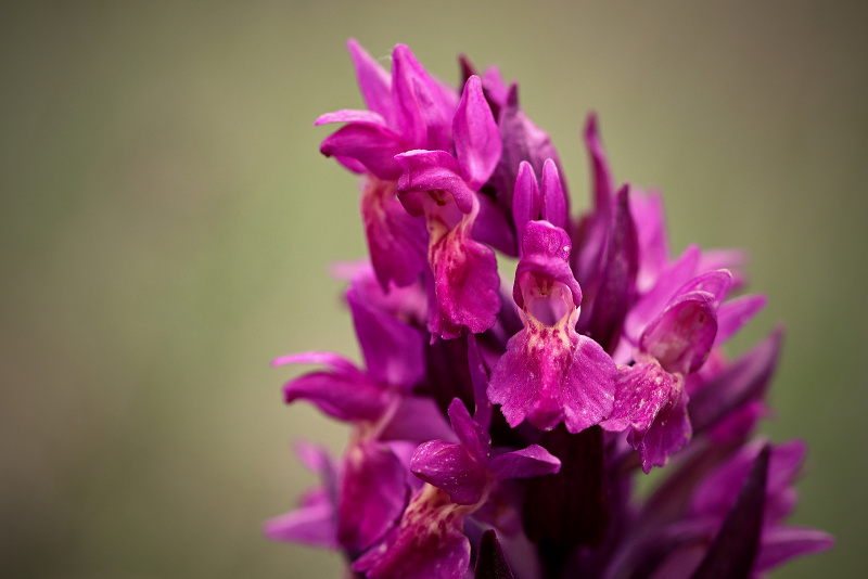 Prstnatec bezový - Dactylorhiza sambucina C2 (11)