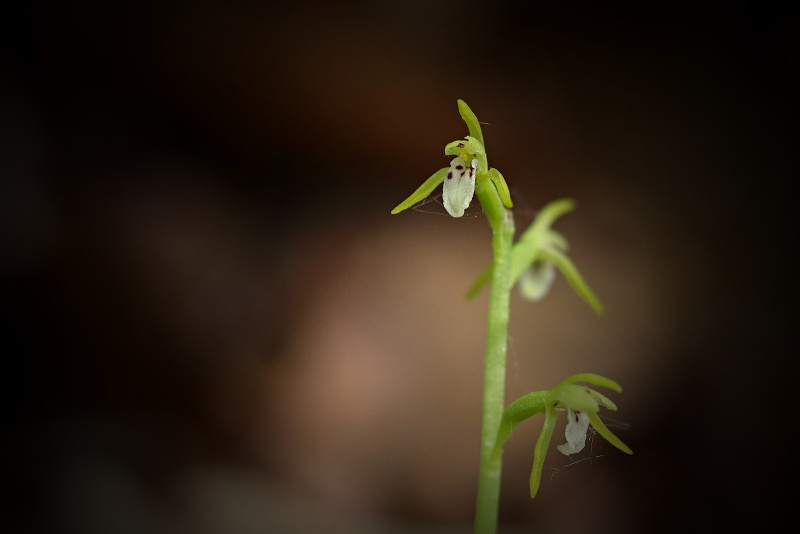 Korálice trojklaná - Corallorhiza trifida C2 (1)