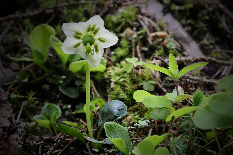 Jednokvítek velekvětý - Moneses uniflora C1 (2)