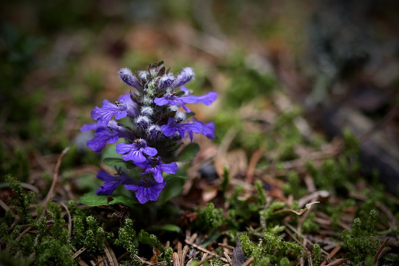 Zběhovec lesní - Ajuga genevensis (1)