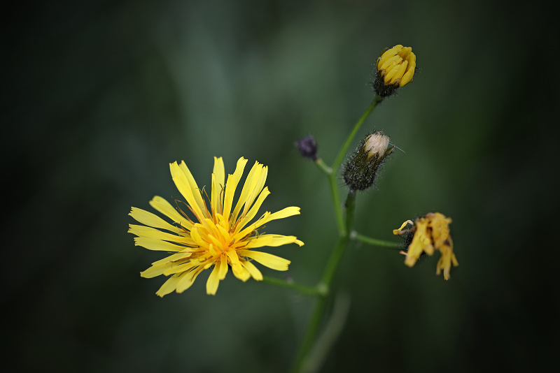 Škarda bahenní - Crepis paludosa (1)