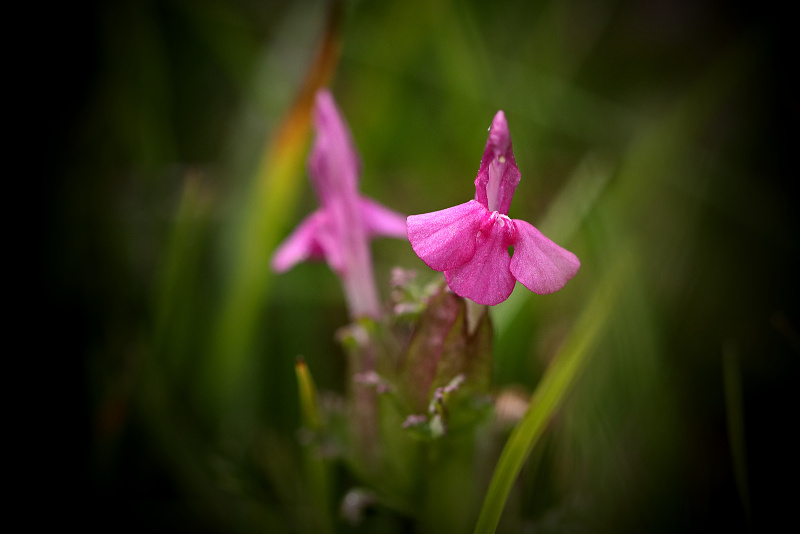 Všivec lesní - Pedicularis sylvatica C2t (1)