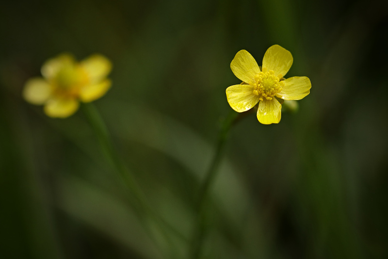 Pryskyřník plamének - Ranunculus flammula (1)